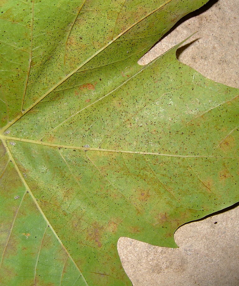 Sycamore lace bug Corythucha ciliata Plane tree Damage