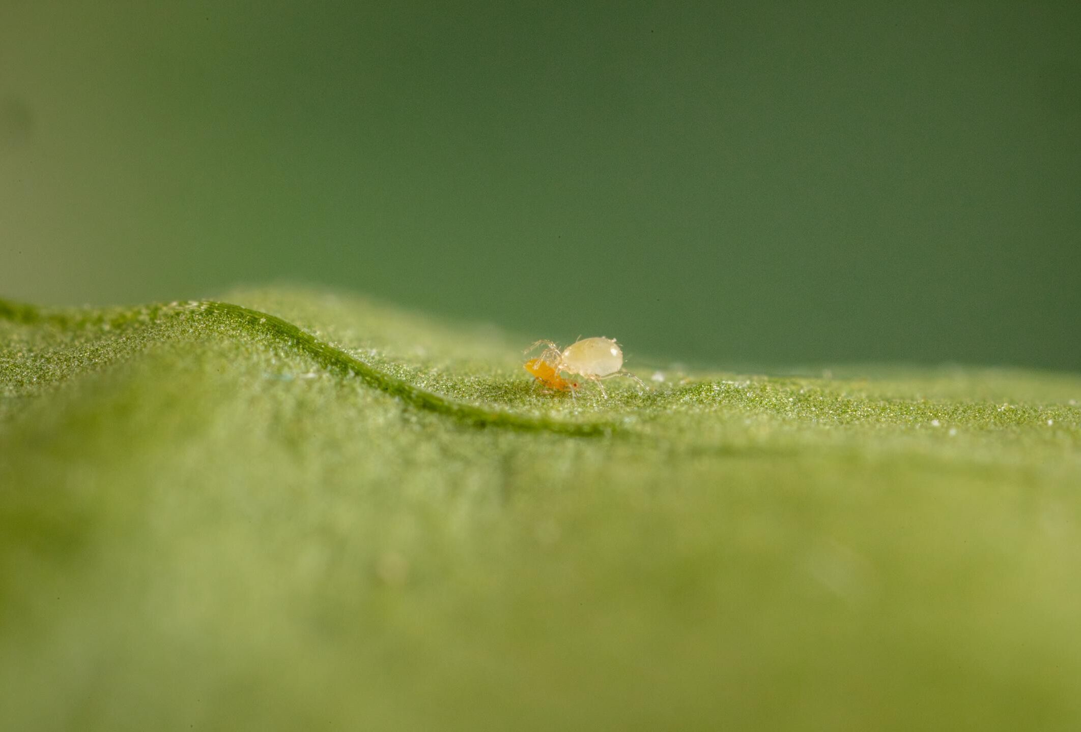 Amblydromalus limonicus, a versatile predator in the fight against soft-bodied pests