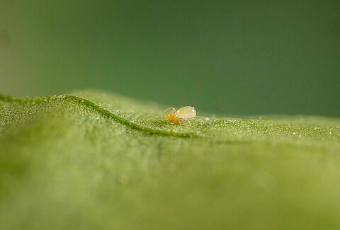 Amblydromalus limonicus, a versatile predator in the fight against soft-bodied pests