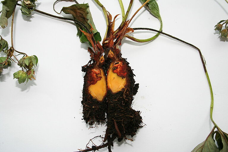 Strawberry roots infected with Pestalotiopsis clavispora