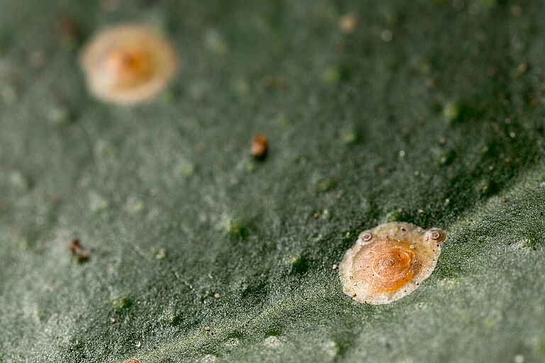 Red scale Aonidiella aurantii on leaf