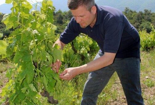 Capirel: the new champion of fruit cultivation and non-greenhouse vegetables