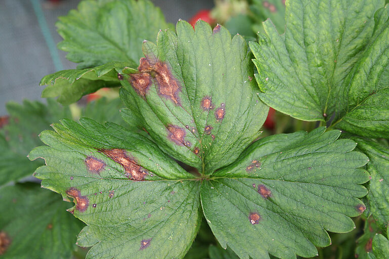 Symptoms of crown rot Pestalotiopsis longisetula on strawberry