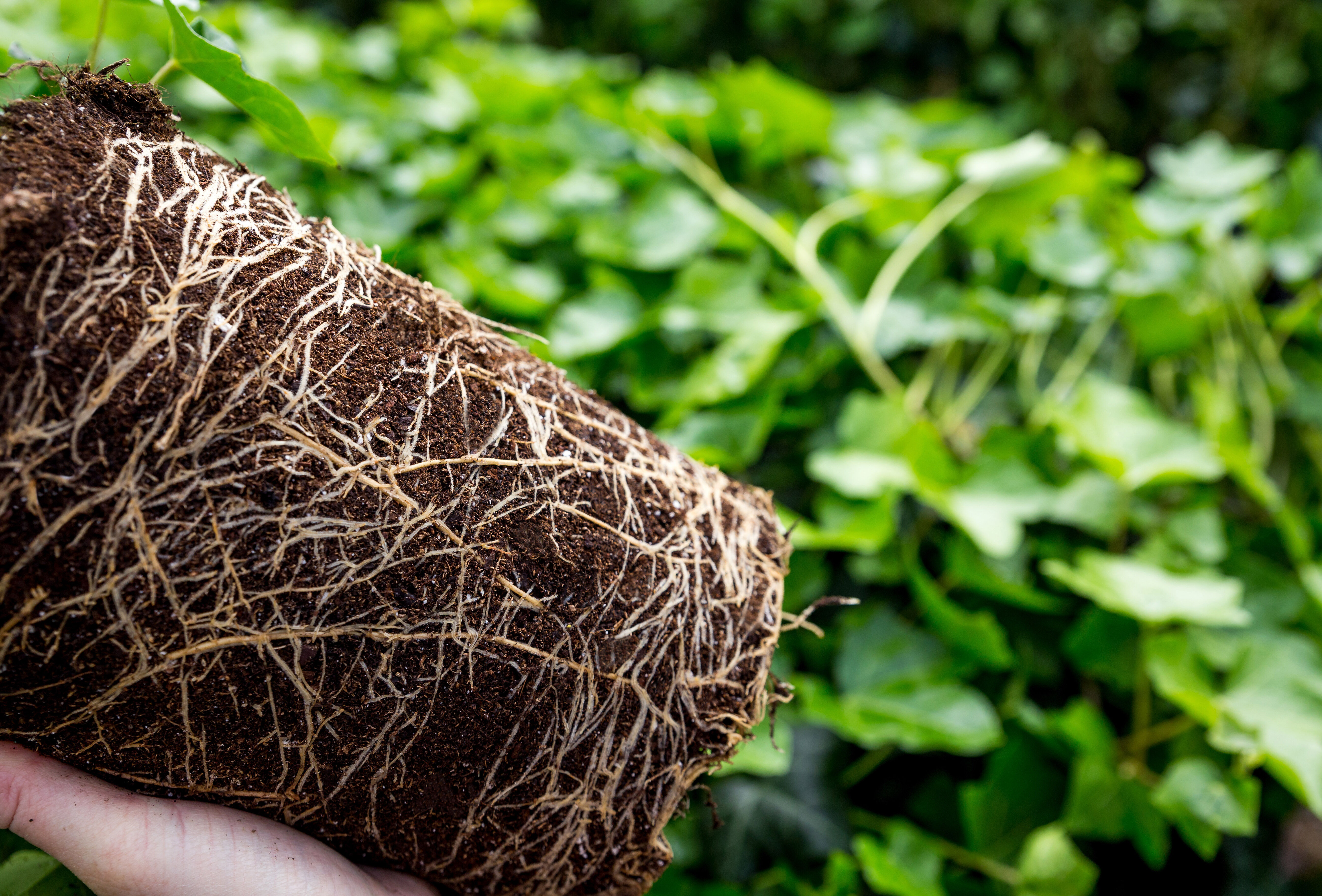 Webinar Fit roots for plant health