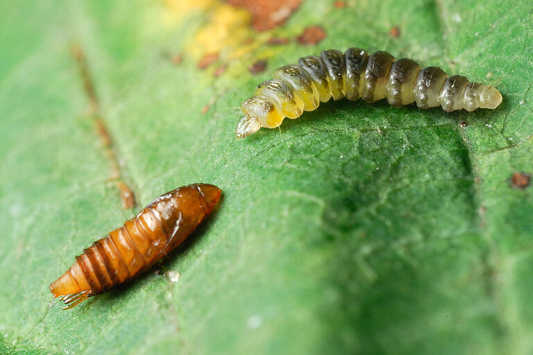 Horsechestnut leafminer Cameraria ohridella Pupal and Larval stage