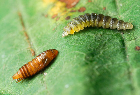 Horse-chestnut leaf miner