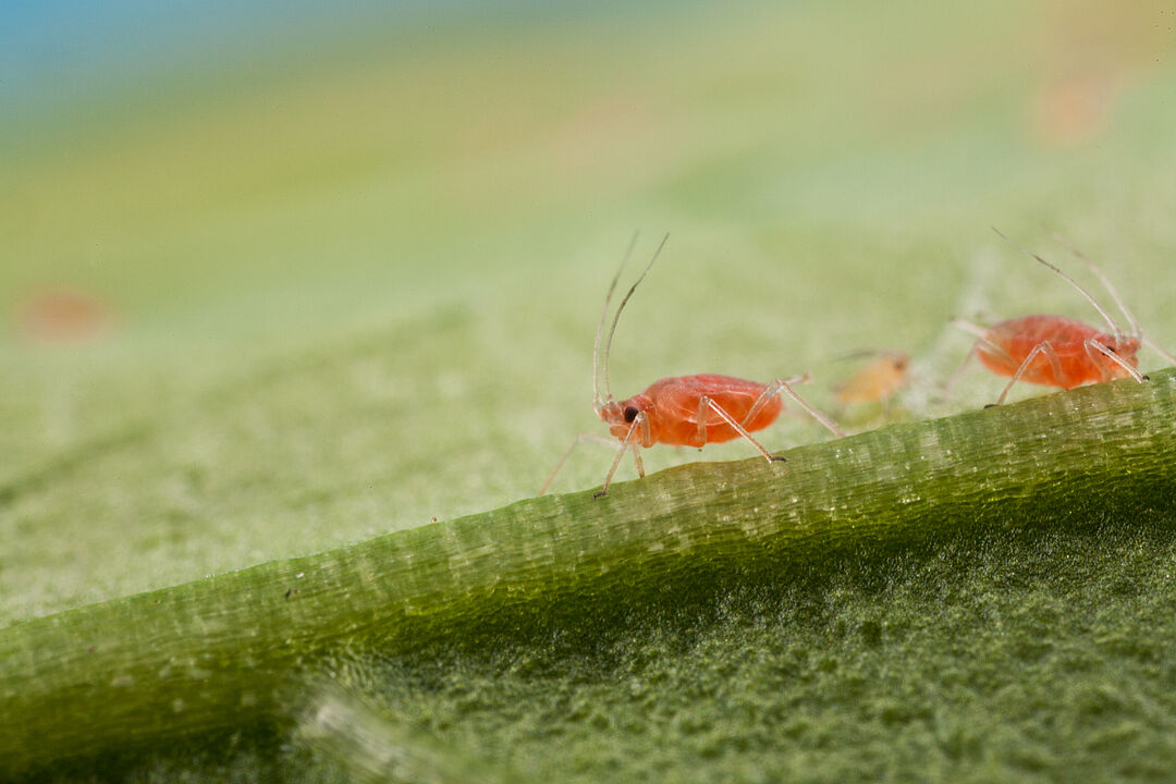 Tobacco aphid