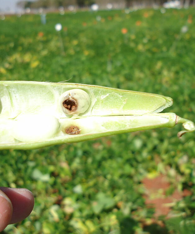 Bean damage caused by the Cotton bollworm Helicoverpa armigera
