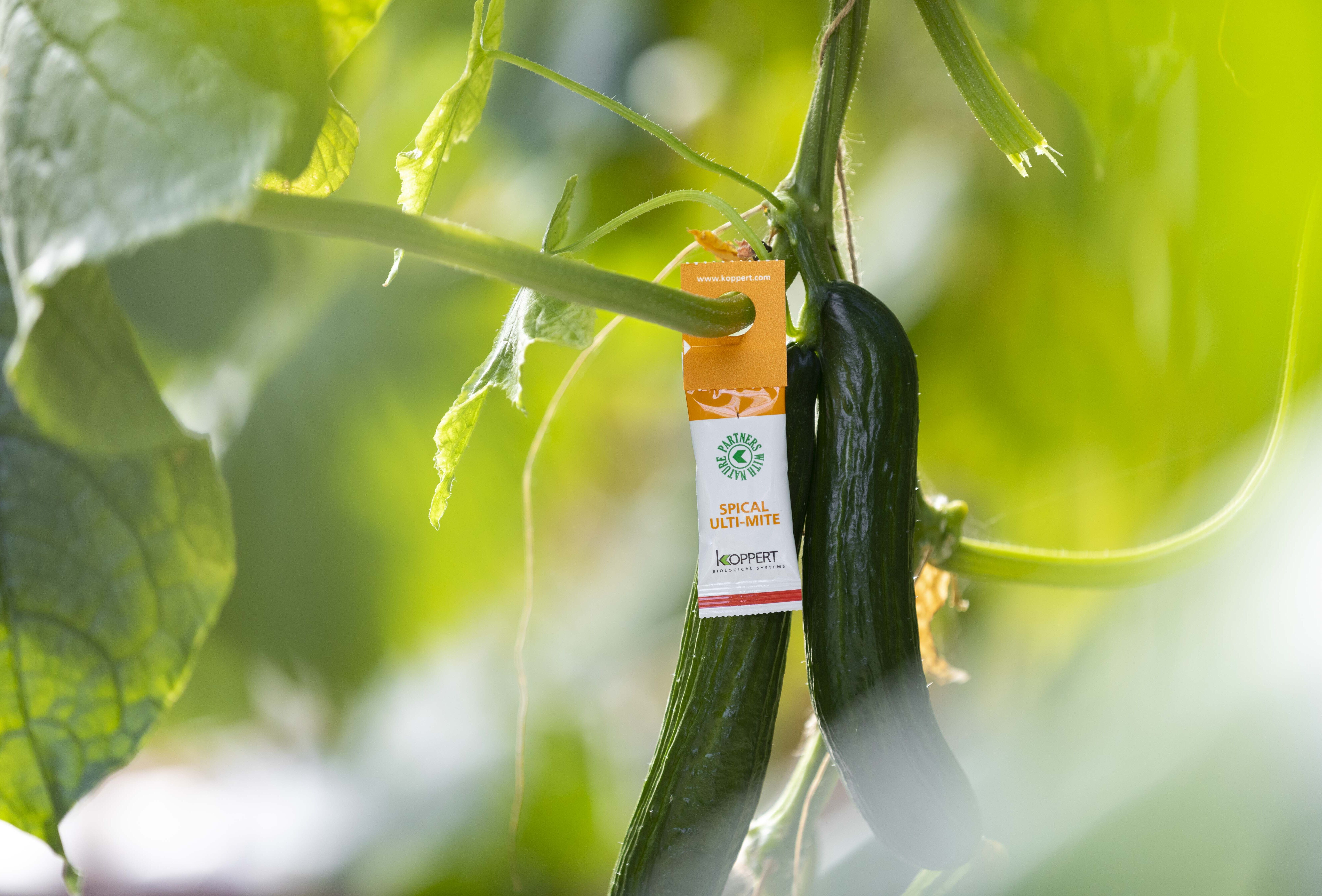 New sachet improves spider mite control