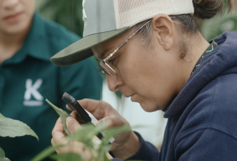 HyFood takes habanero to another level with biological control