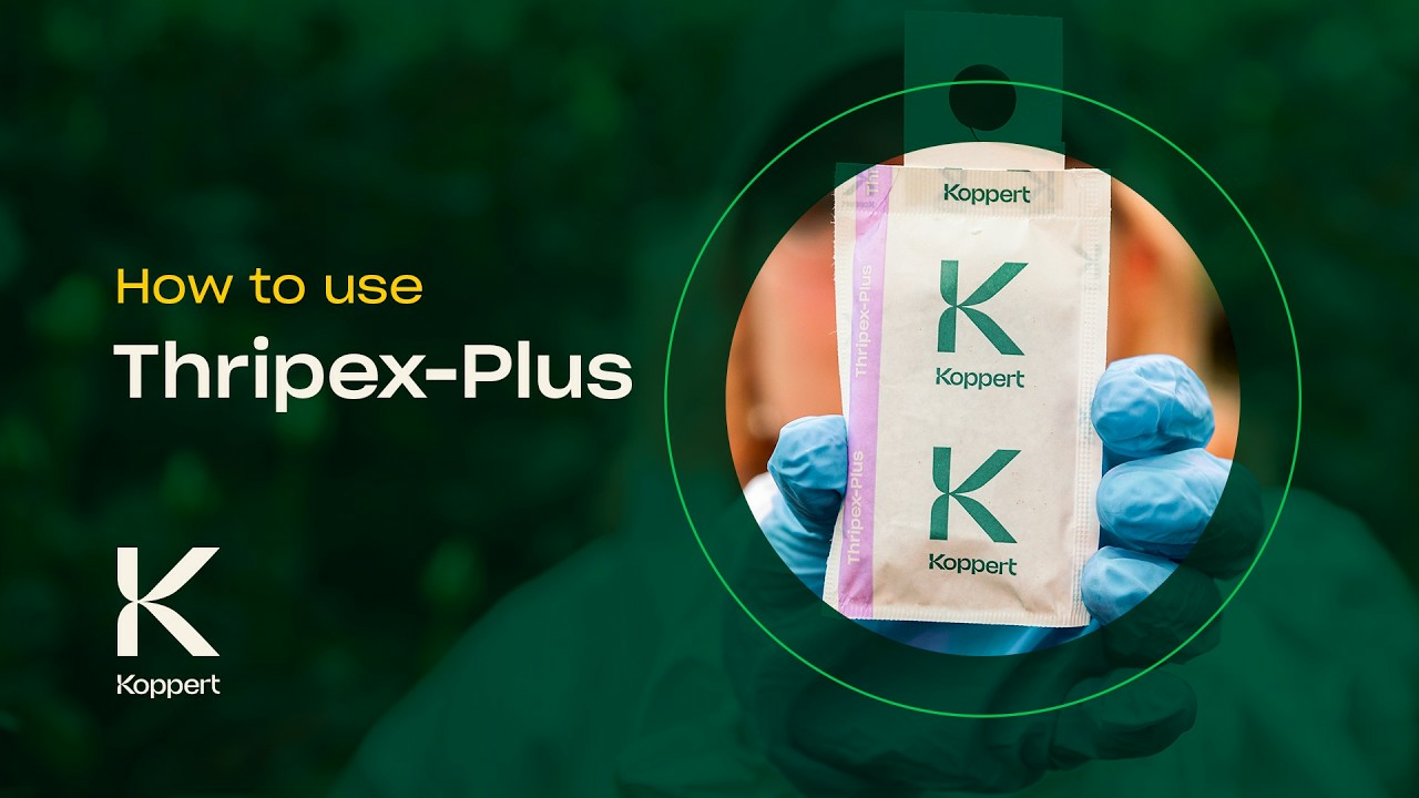 How to use Thripex-Plus from Koppert