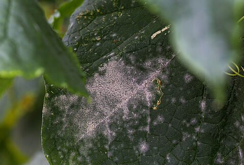 Powdery mildew of cucurbits