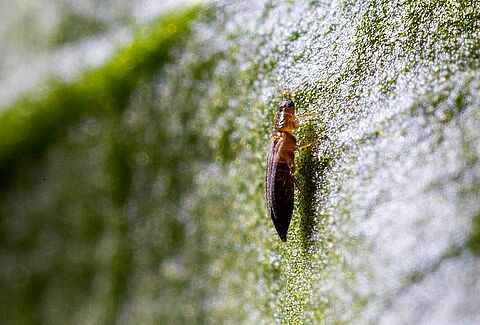 Thrips parvispinus