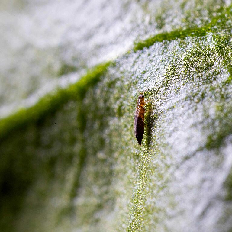 Thrips parvispinus