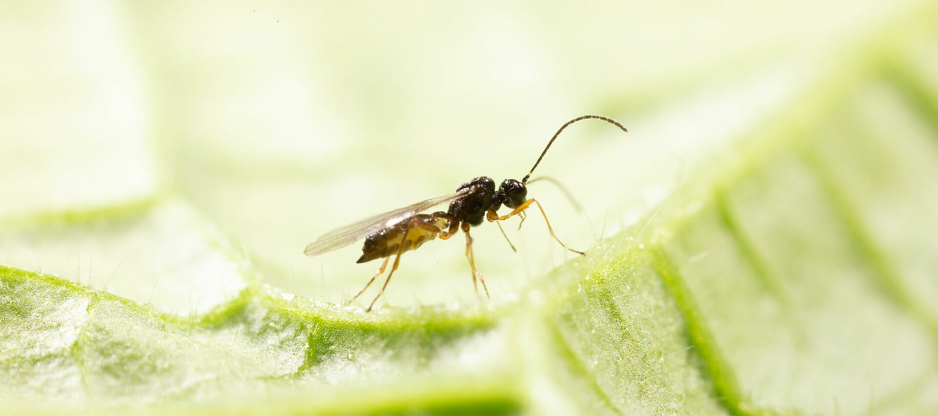 Praon volucre (Parasitic Wasp): Biological Control of Aphids