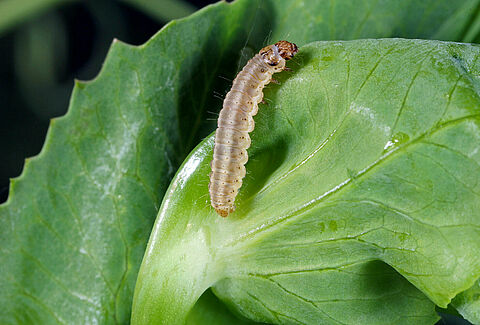 Pea moth