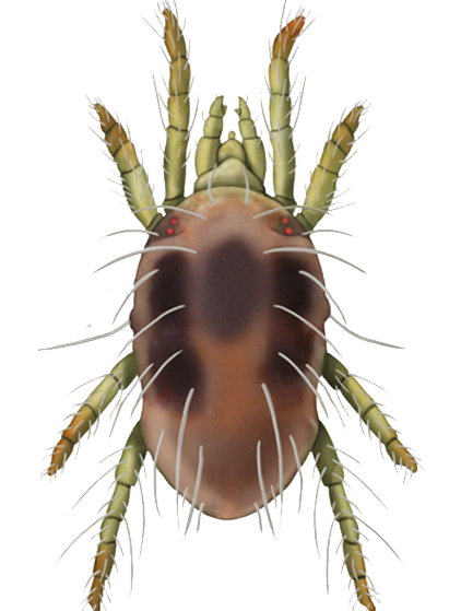 Tetranychus urticae adult female