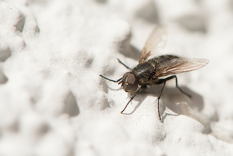 Fannia spp.
