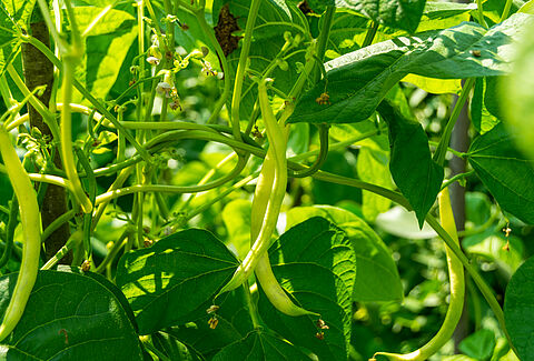 Common bean