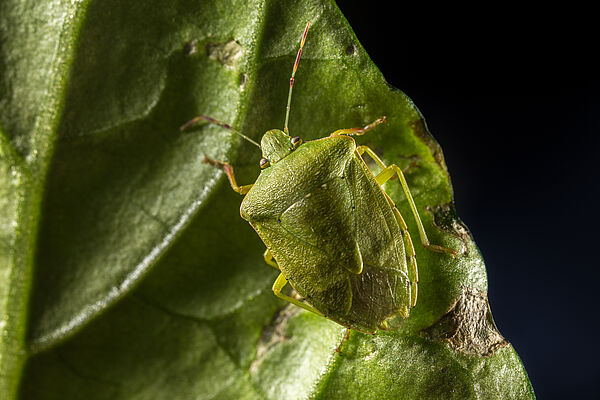 Biological solution against green shield bug in development