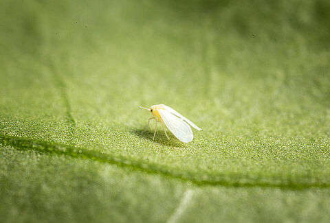Overwintering pests: diapause or hibernation and the wait for spring