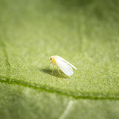 Greenhouse whitefly Trialeurodes vaporariorum adult