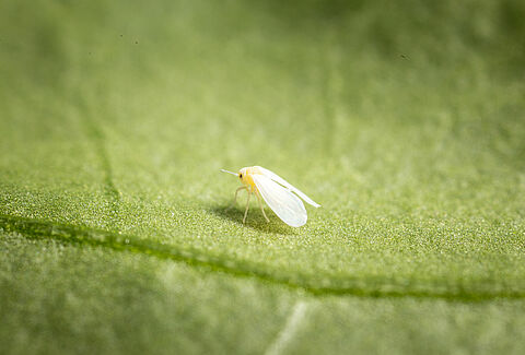 Overwintering pests: diapause or hibernation and the wait for spring