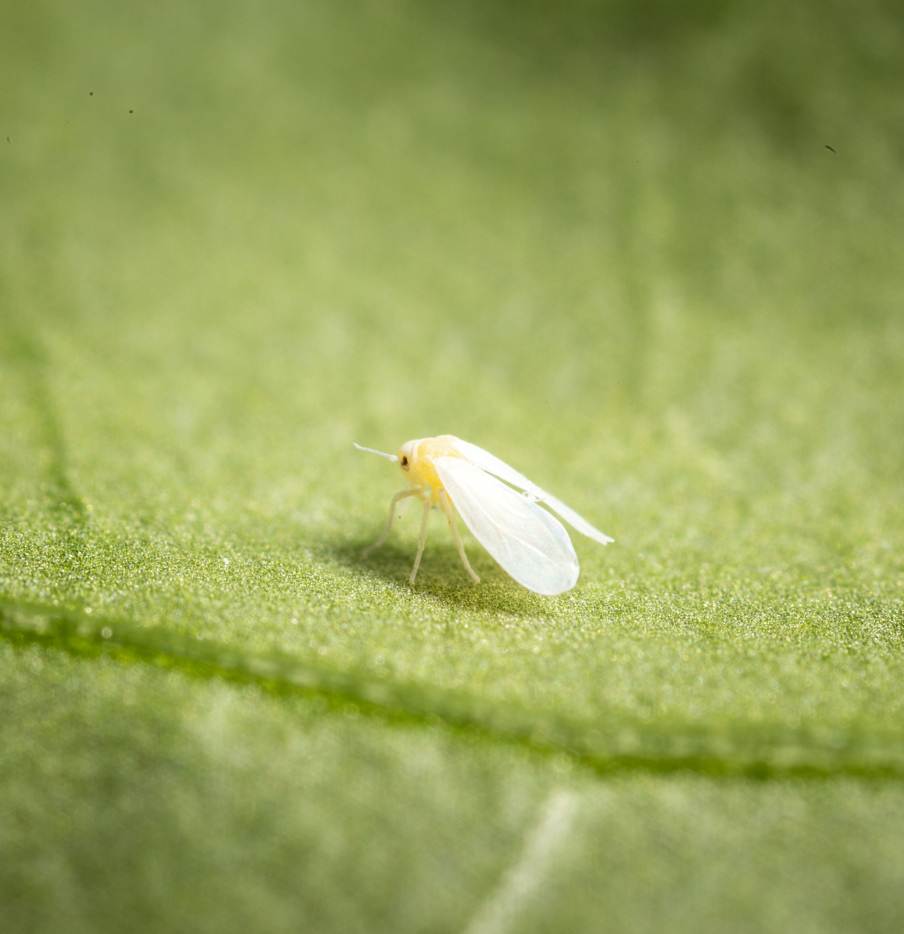 Effective control of onion and bean seed fly