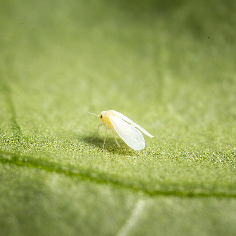 Greenhouse whitefly Trialeurodes vaporariorum adult