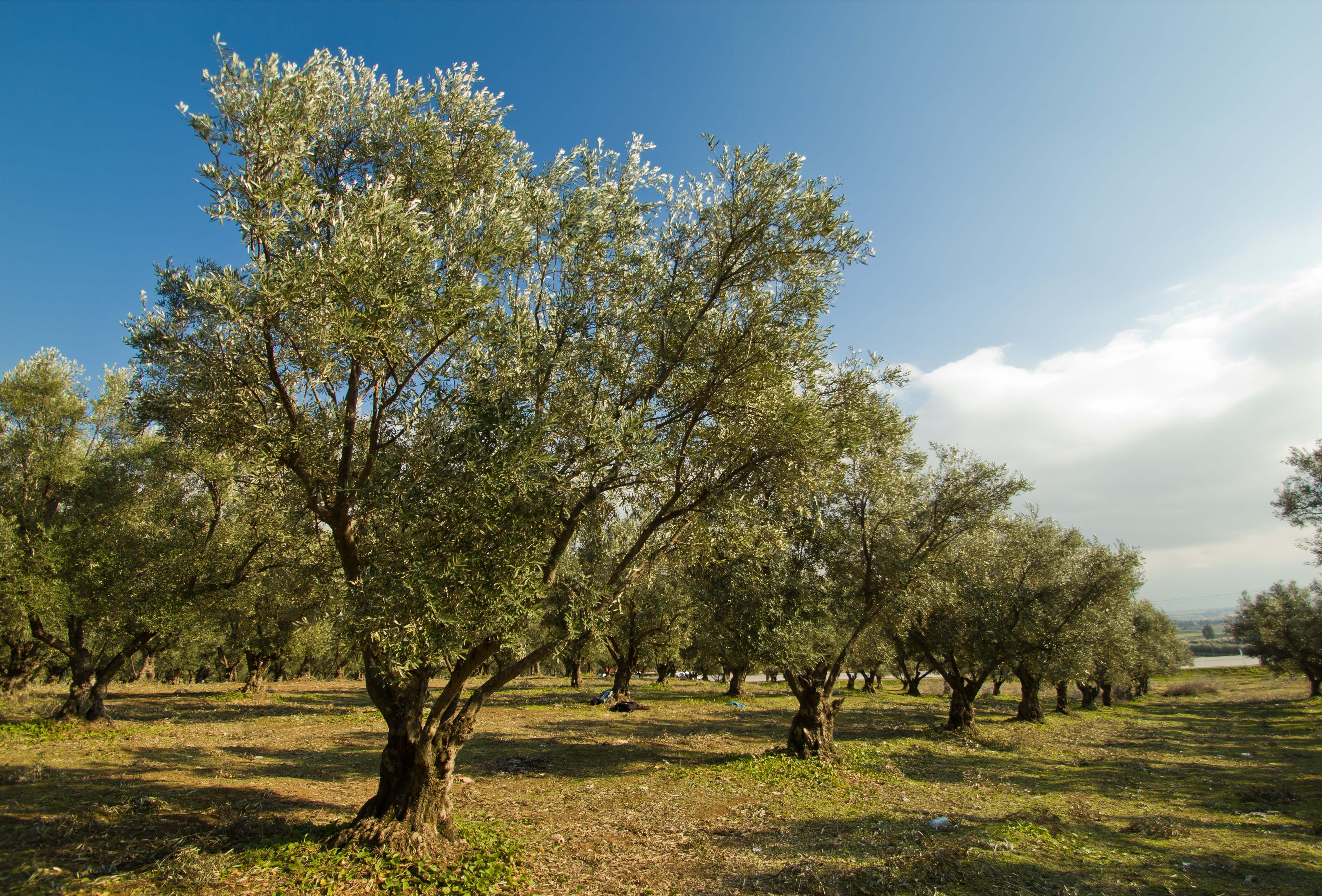 Olive tree  Koppert Global