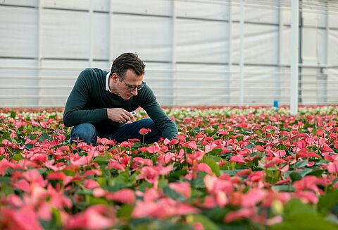 A legacy of sustainability: Stolk Brothers and Koppert’s shared vision