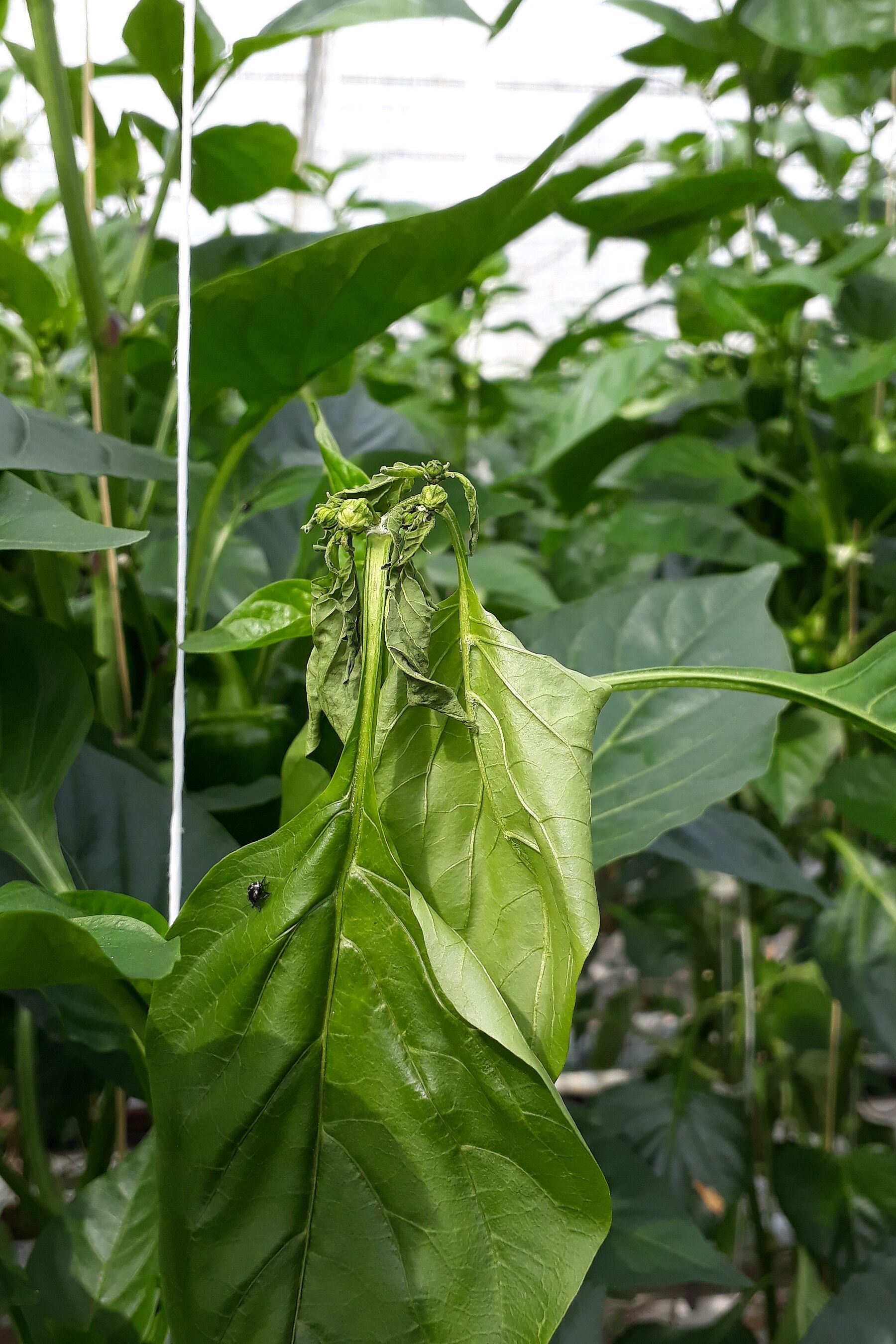 bugs-biocontrol-damage-and-life-cycle