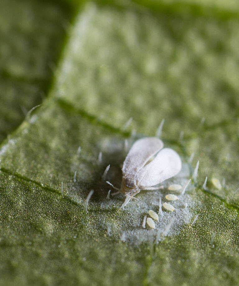 Greenhouse whitefly, Trialeurodes vaporariorum