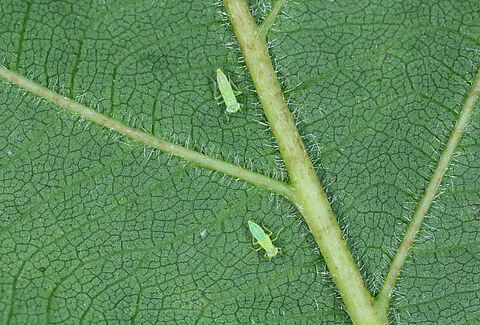 Smaller green leafhopper