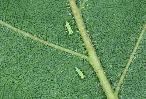 Smaller green leafhopper