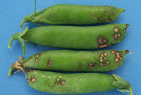 Pea blight, leaf and pod spot