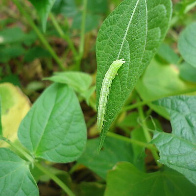 Soybean looper Chrysodeixis includens Larva
