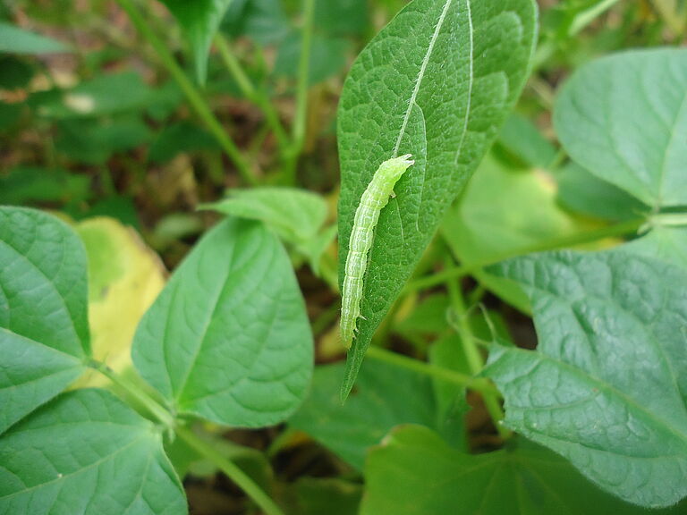 Soybean looper Chrysodeixis includens Larva