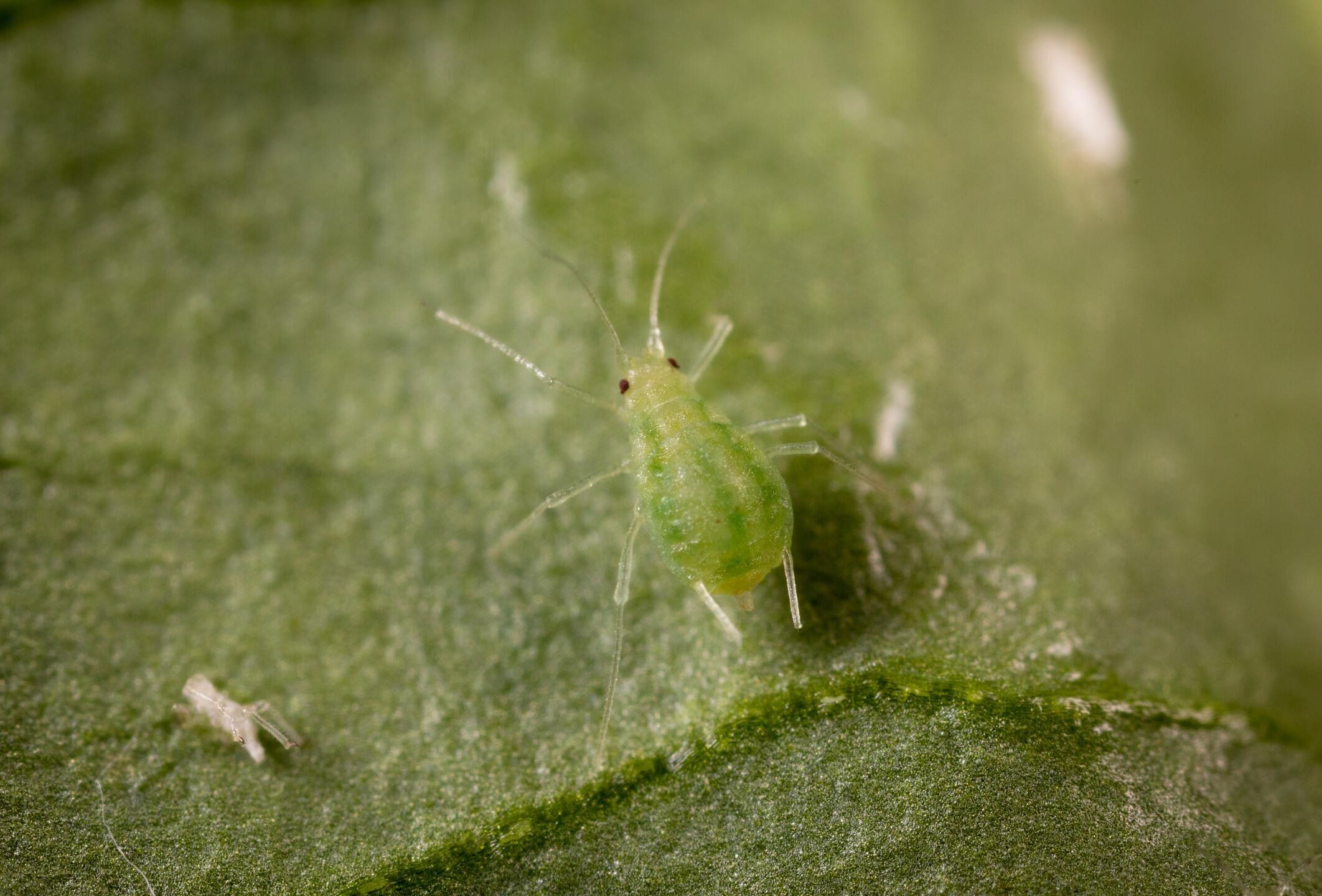 Growers responding to the new strain of green peach aphid