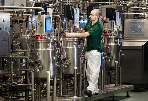 Producing Koppert’s ‘little heroes’ – nematodes for pest control