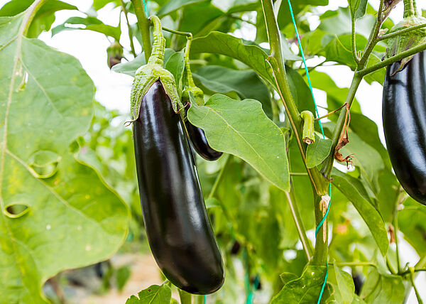 does eggplant have tobacco Contains Nicotine, But Is It Addictive? Eggplant | Koppert Global