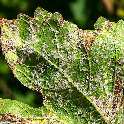A dangerous disease of grape Mildew - downy mildew ( lat. Of plasmopara viticola ). Grape leaves, due to the active reproduction of the fungus, covered with moldy plaque