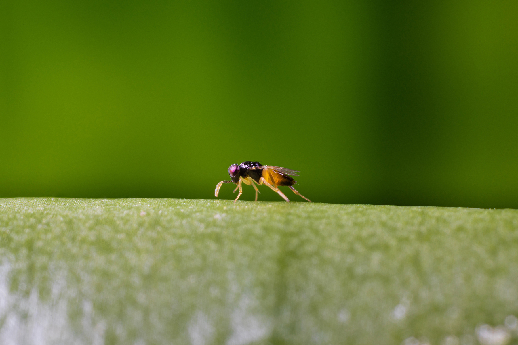 Parasitic Wasps for Pest Control