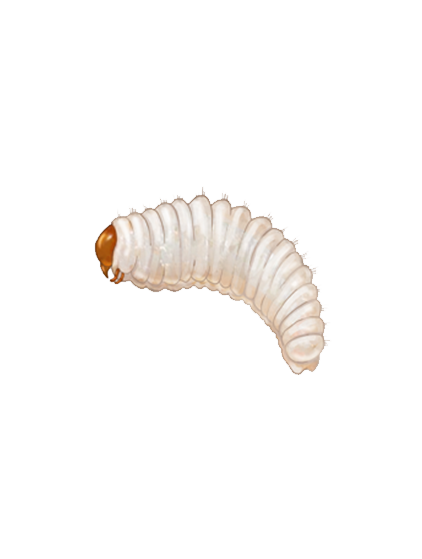 Vine weevil Otiorhynchus sulcatus larva