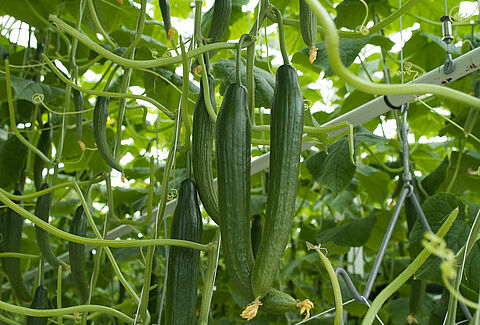 Cucumber