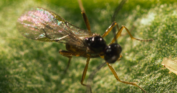 Effective control of Myzus persicae