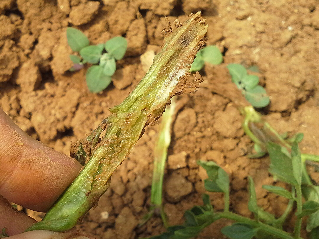 Fusarium spp. - Prevention, Control and Damage