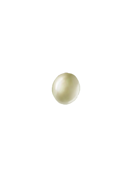 Vine weevil Otiorhynchus sulcatus egg