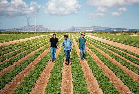 A strong protection against soil-borne diseases in lettuce with Trianum