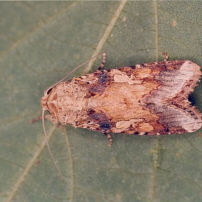 Adult male of the Armyworm Spodoptera cosmioides